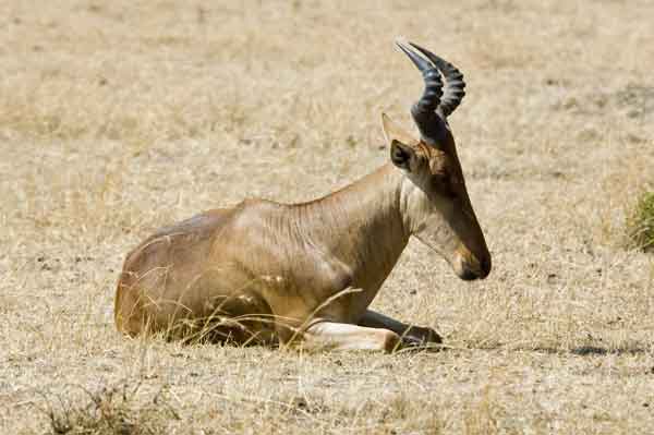 Alcéfalo de Coke o Kongoni - reserva nacional de Masai Mara - Kenia 2.jpg